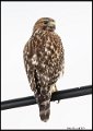_7SB5728 red-shouldered hawk